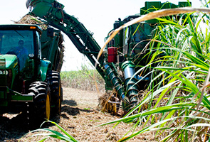 Harvesting sugar cane to make ethanol in Brazil. (photo)