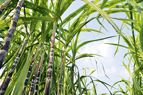 Our Raizen joint venture in Brazil uses sugar cane to produce low-carbon biofuel (photo)