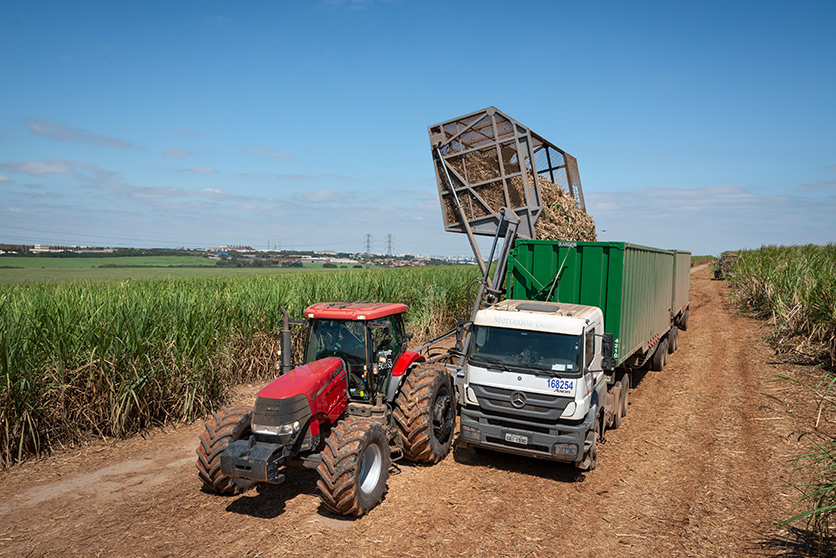 Raízen harvesting and collection for processing biofuel, in Brazil. (photo)