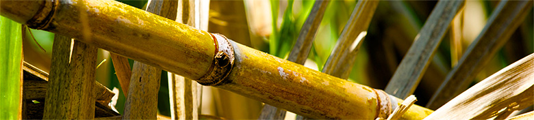 Close up of bambus plant (photo)