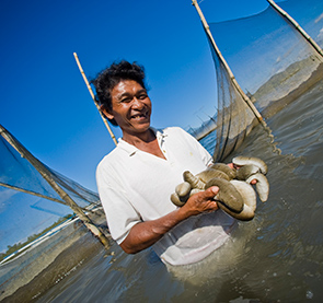 Esteridio Gonzaga shows some of his sea cucumber harvest in Palawan, the Philippines. (photo)