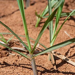 Raízen produces low-carbon biofuel from sugar cane in Brazil. (photo)