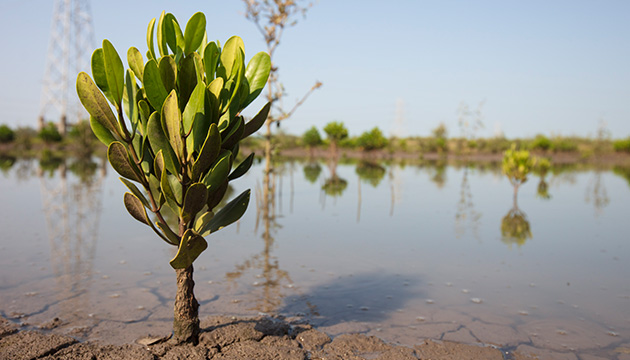 Young mangrove plant planted along the Hazina peninsula. (photo)