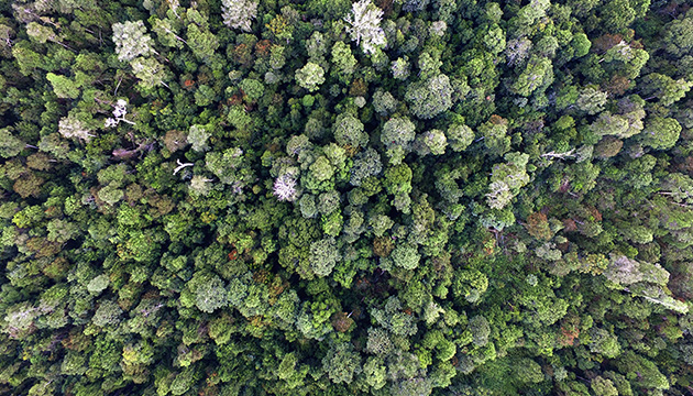 Bird's eye view of a forest. (photo)