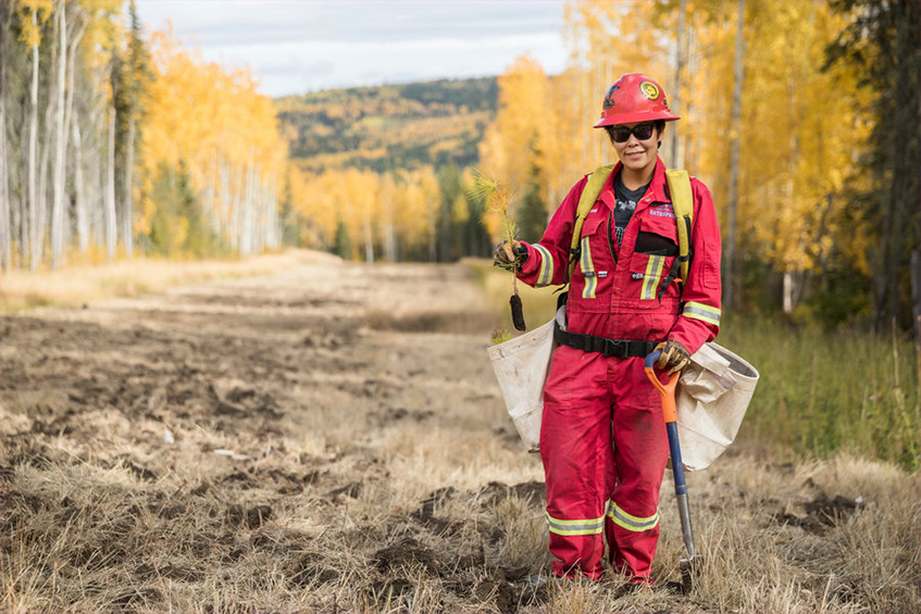A worker plants trees in a cut line near Groundbirch operations in British Columbia, Canada. (photo)