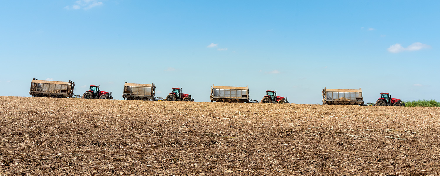 Four tractors during the harvest transporting crops used for the processing of bio-fuel – Raizen Brazil harvesting and production (photo)