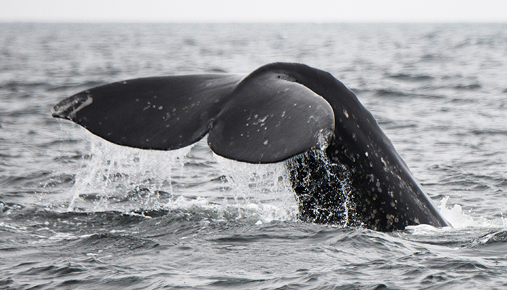 A whale’s tail rising from the sea. (photo)