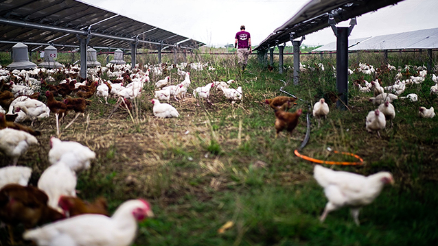 A farmer walking among chickens and solar panels at a Silicon Ranch solar farm in the USA. (photo)