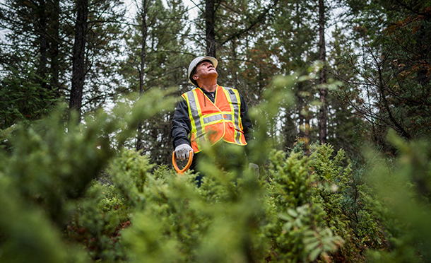 Male worker standing in a wood with young trees (photo)