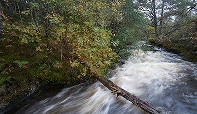 A river flowing through the Glengarry forest in Scotland, UK (photo)