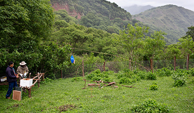 View of a beehive in Tarija, Bolivia (photo)