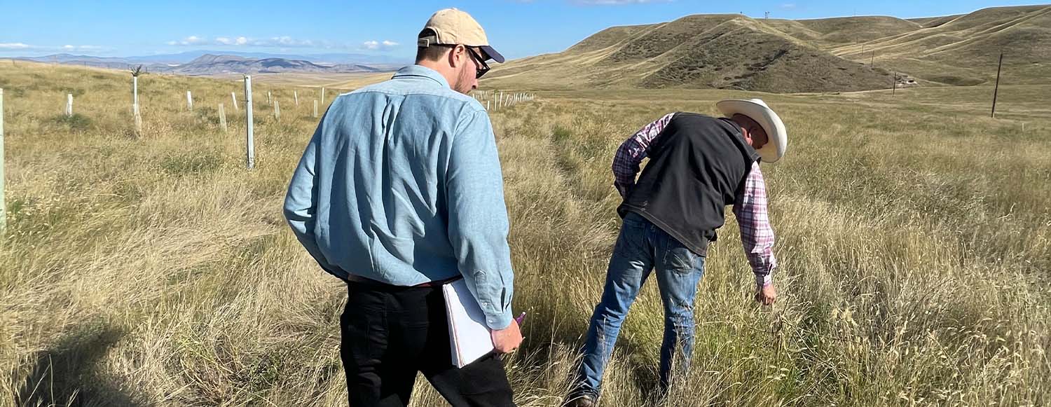 two men in a field inspecting the long grass (photo)