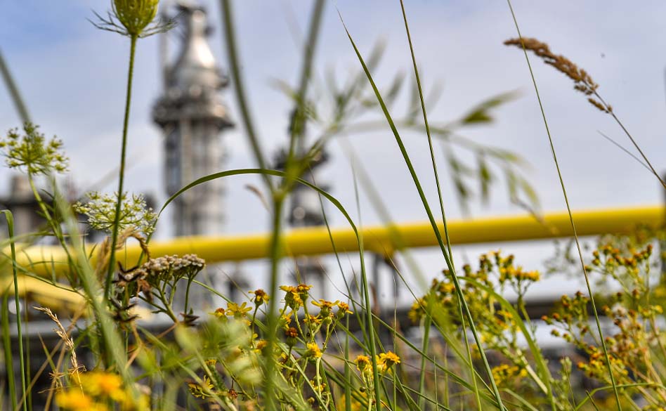 Biodiversity wild flowers and grasses growing at Shell facility (photo)