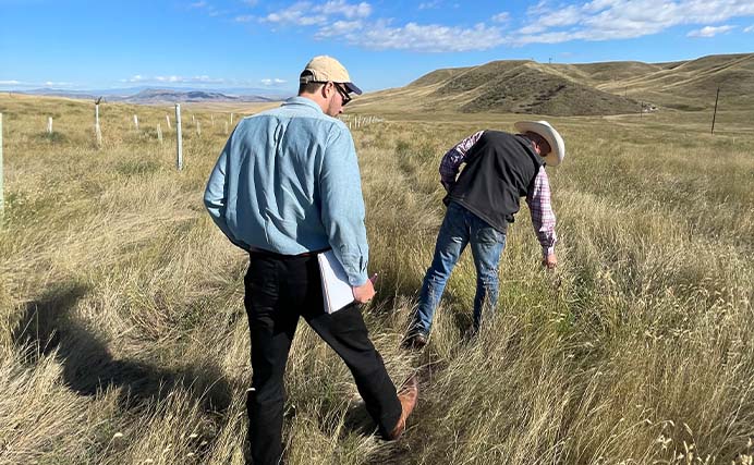 two men in a field inspecting the long grass (photo)