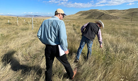 two men in a field inspecting the long grass (photo)